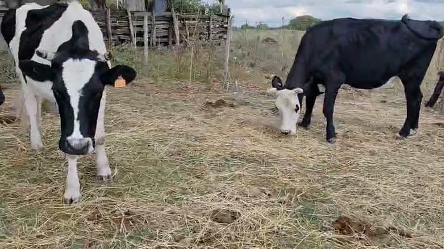 Lote 6 Novillos a remate en Pantalla Camy - Aniversario 31 Años 500kg - , San José