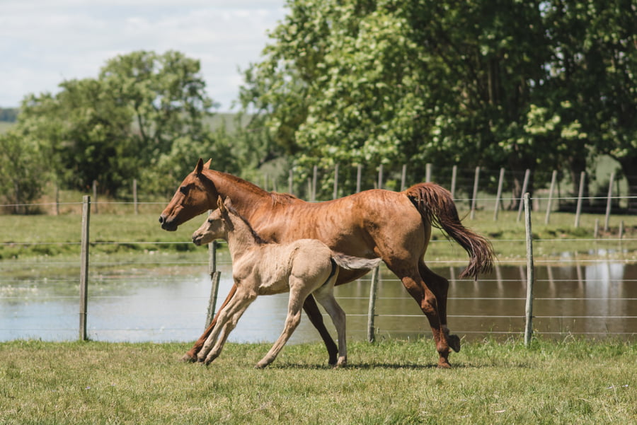 Lote AFORTUNADA MOJÓN