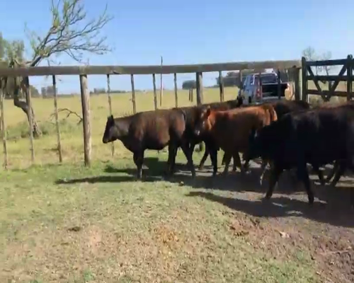 Lote 20 Terneras en Punta Indio, Buenos Aires