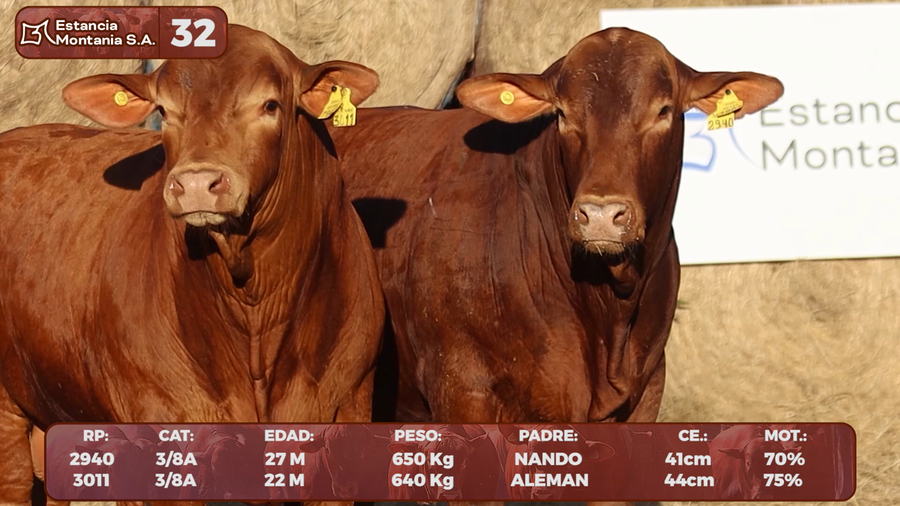 Lote LOTE 32