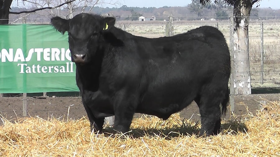Lote TOROS PUROS POR CRUZA