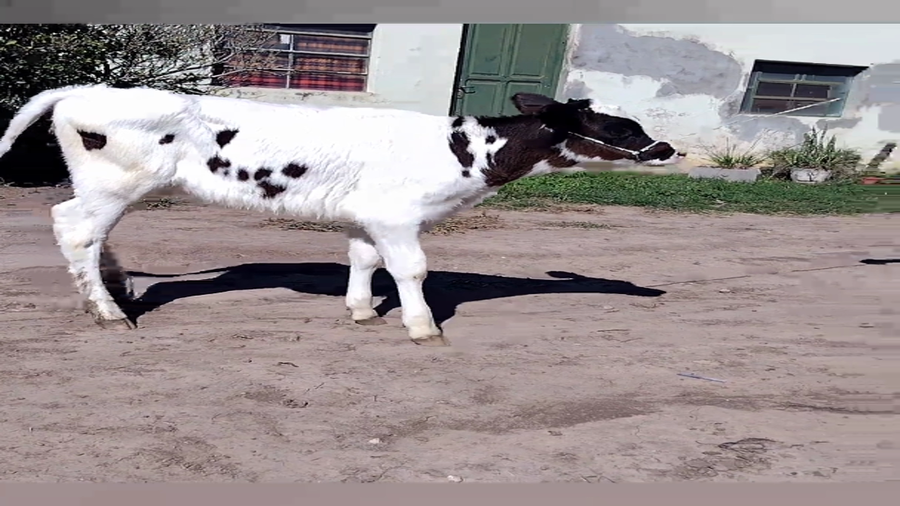 Lote Terneras - Dante albrecht  rp 174