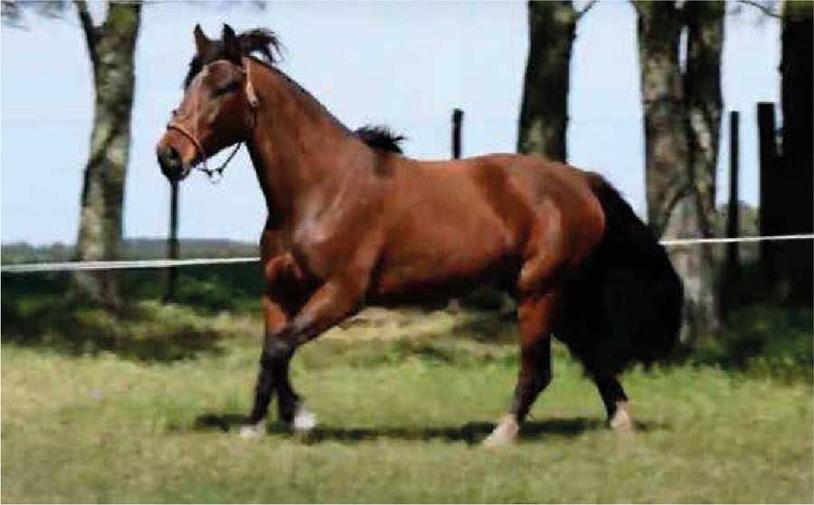 Lote El Gavilán Nutria Mansa (RP 446) Cabaña "El Gavilán"