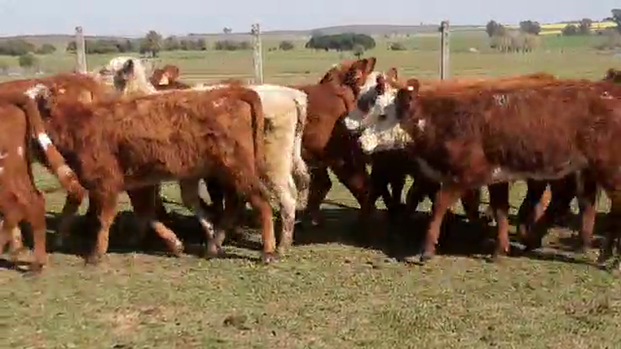 Lote 18 Terneros HEREFORD a remate en PANTALLA CAMY - SAN JOSE  1500 VACUNOS 160kg - , San José