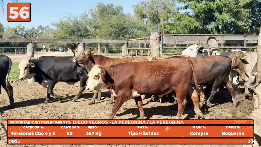 Lote LOTE 56