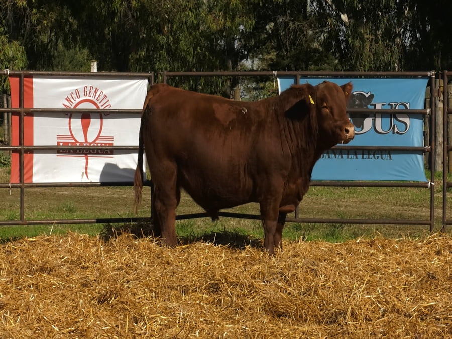 Lote TOROS ANGUS PP