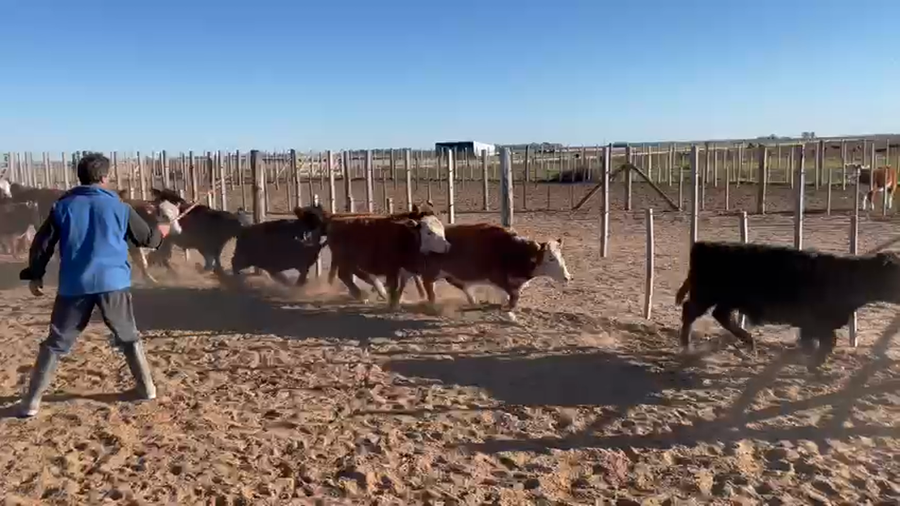 Lote 122 Terneros en La Pampa, Agustoni