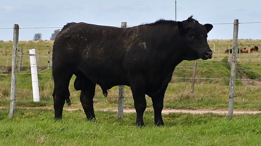 Lote Toros Aberdeen Angus PI