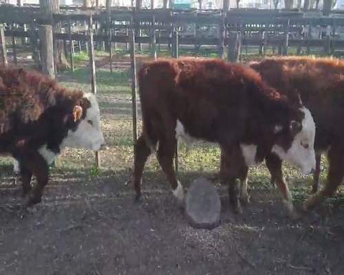 Lote 8 Terneros en Gral. Lamadrid, Buenos Aires