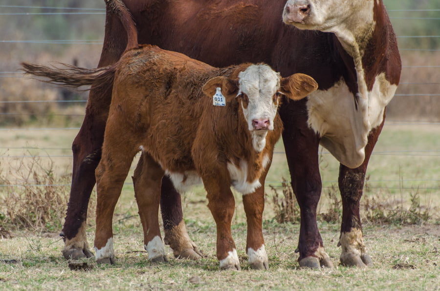 Lote Corral 53 - CABAÑA MILENA