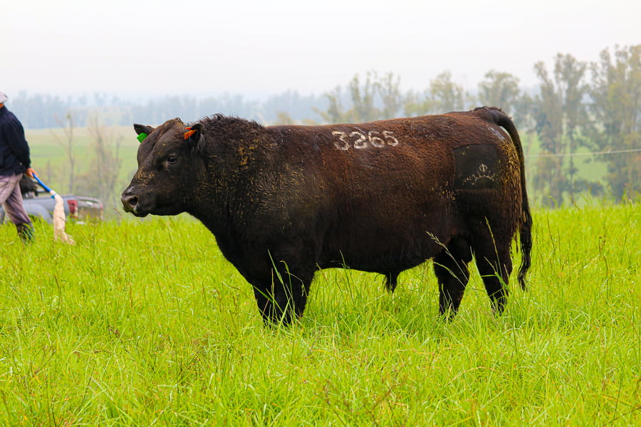 Lote ABERDEEN ANGUS SA - Angus NEGROS