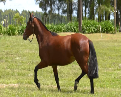 Lote El Gavilán Nuez Moscada (RP 433) Cabaña "El Gavilán"