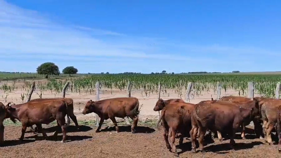 Lote 70 Terneros en La Pampa, Winifreda