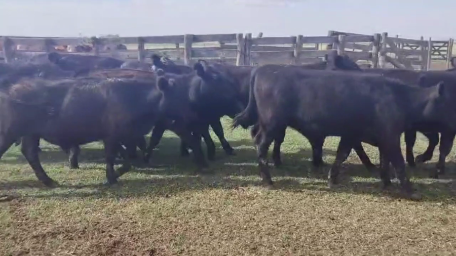 Lote 70 TERNS MACHOS Y HEMBRAS, DE LA GARMA, PCIA. DE BS.  AS.