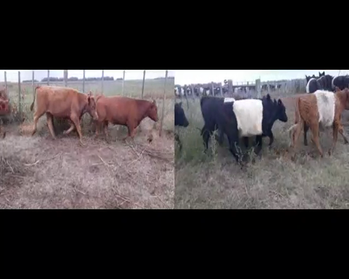 Lote 29 Novillitos en Daireaux, Buenos Aires