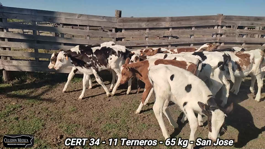 Lote 11 Terneros en Colonia