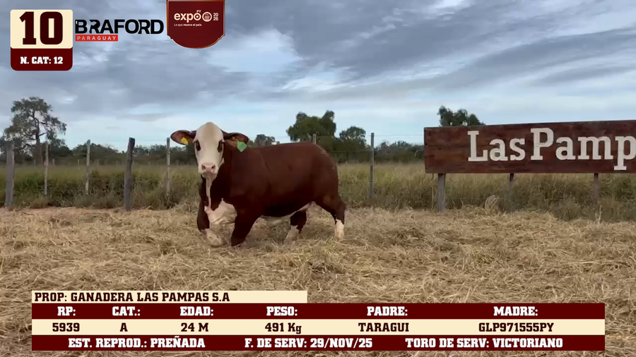 Lote LOTE 10
