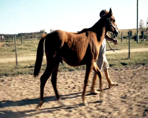 Lote L S GATO FROM HEVEN