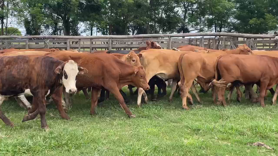 Lote 55 Novillitos en Santo Tomé, Corrientes
