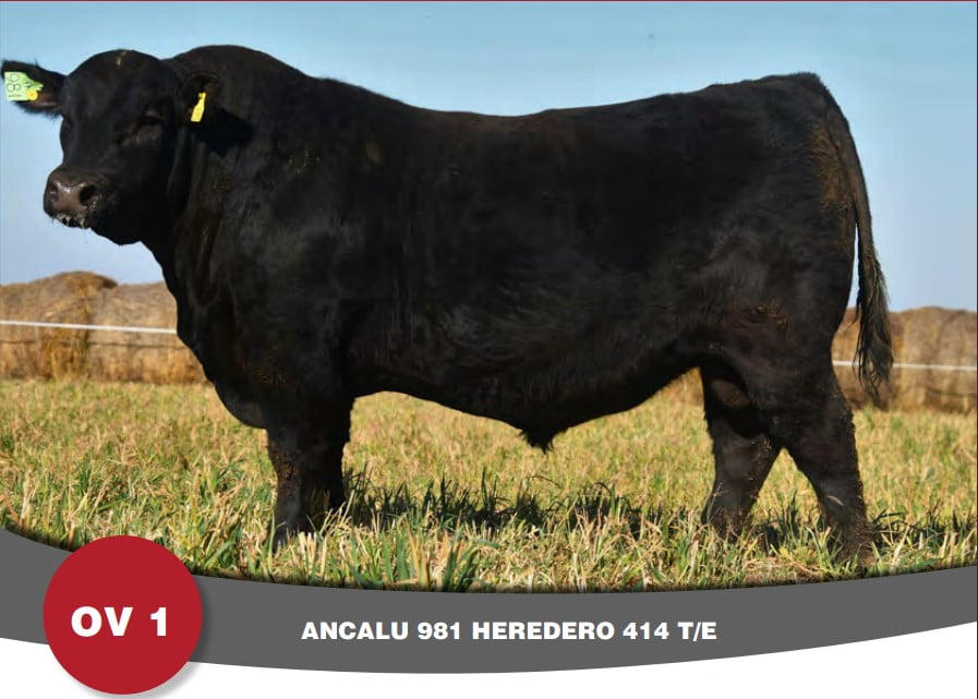 Lote Toro PP