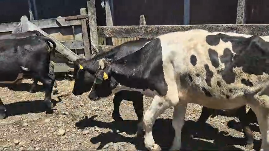 Lote 33 Novillo Engorda en Mariquina, XIV Región Los Ríos