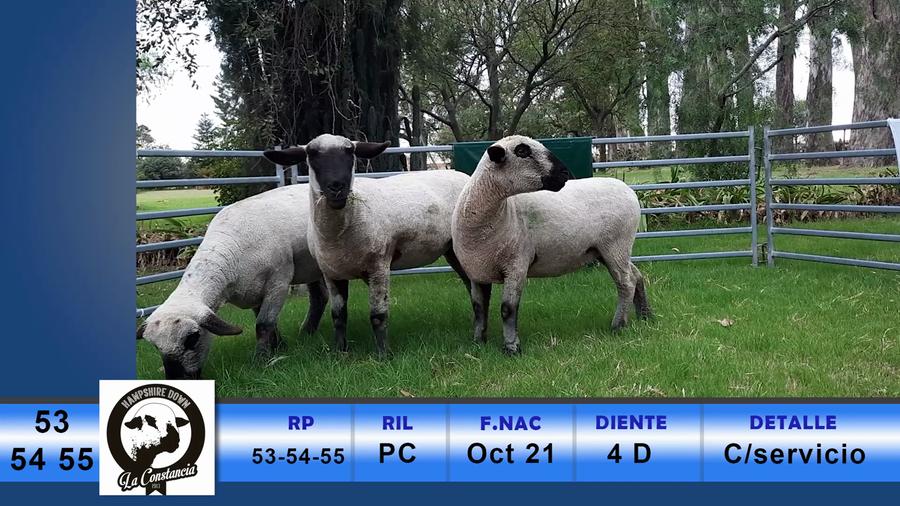 Lote RP 53, RP 54 Y RP 55