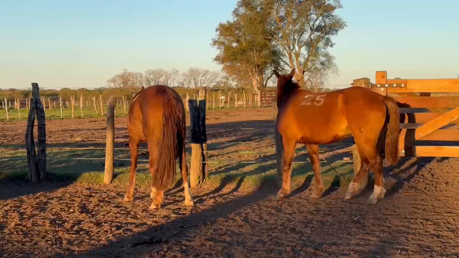 Lote 2 Montados en Curuzú-Cuatiá, Corrientes