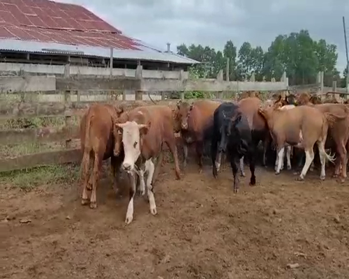 Lote 24 Novillo Engorda en Purranque, X Región Los Lagos
