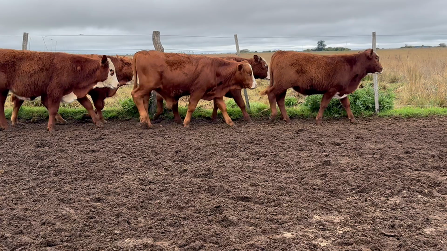 Lote 70 Terneros