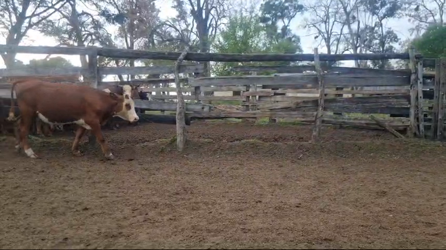 Lote 50 Novillitos y Vaquillonas en Corrientes, Monte Caseros