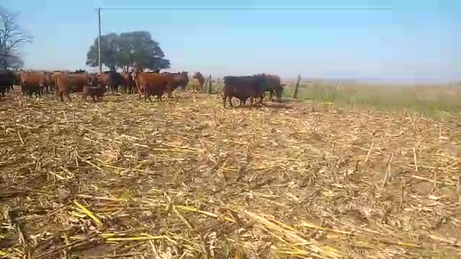 Lote 6 Vacas CUT preñadas en Pehuajó, Buenos Aires