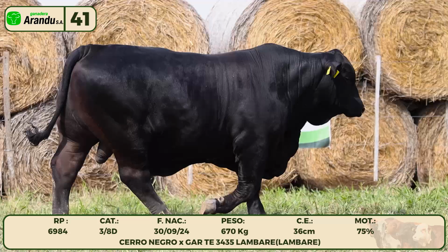 Lote LOTE 41