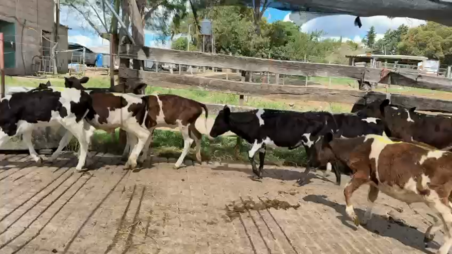 Lote TERNEROS Y TERNERAS