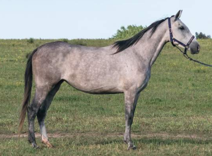 Lote BAR MAFI HARAS BINT AL REEH