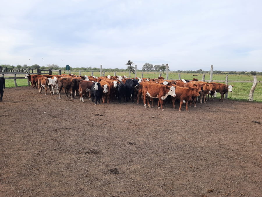 Lote SAENZ VALIENTE, BULLRICH Y Cia. S.A.