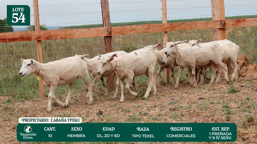 Lote LOTE 54 - POR PANTALLA