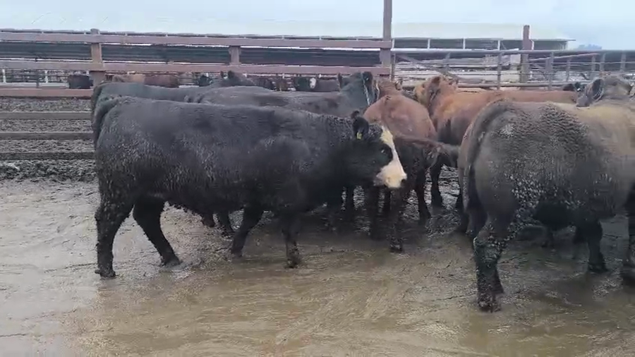 Lote 20 Vaquilla Gorda en Los Ángeles, VIII Región Biobío