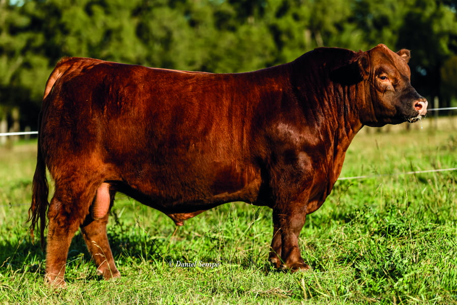 Lote TOROS PUROS DE PEDIGREE