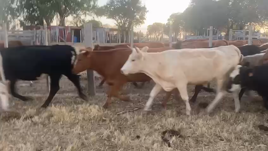 Lote 25 Vaquillonas  Cruzas a remate en Pantalla Camy - Liquidación de Estancia en San Gregorio