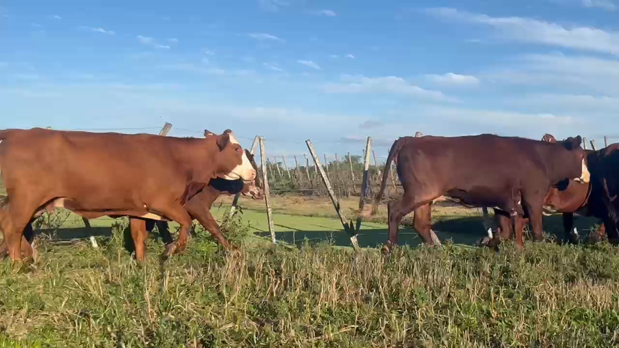 Lote 30 Vacas de invernar en Corrientes, Bella Vista