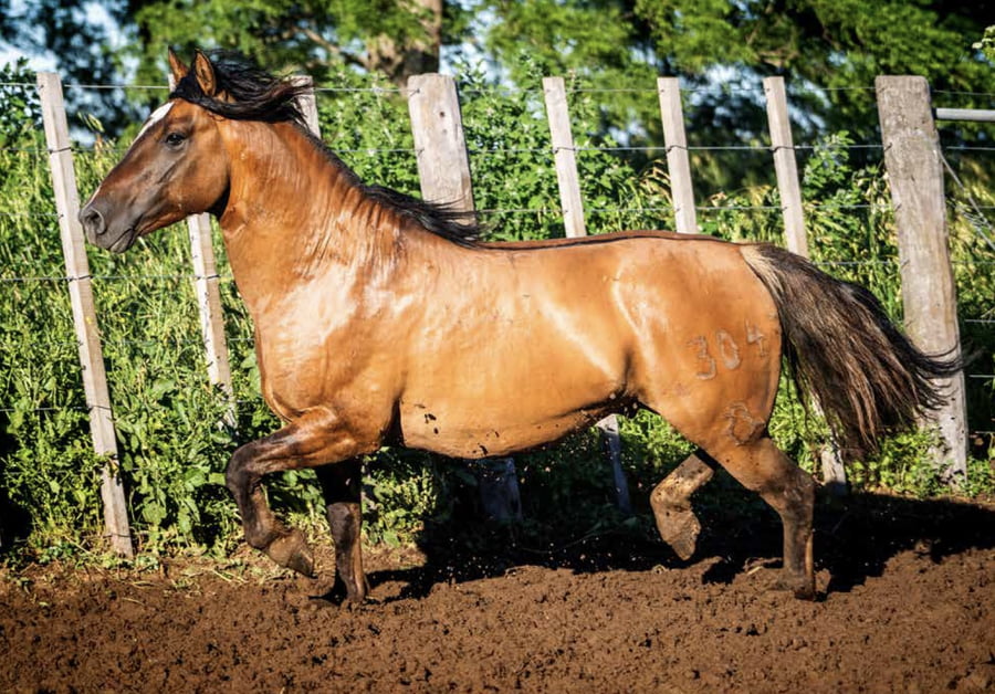 Lote DEL OESTE FUEGUINO