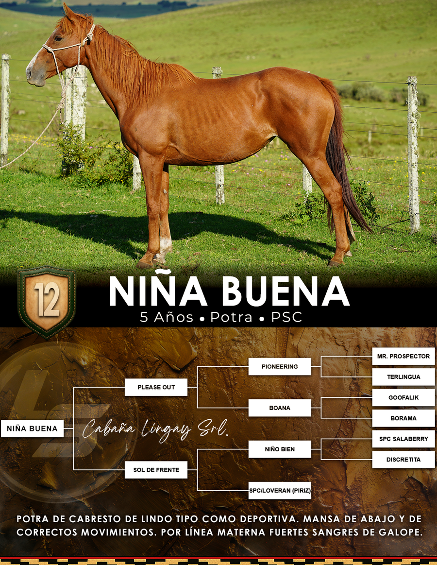Lote NIÑA BUENA