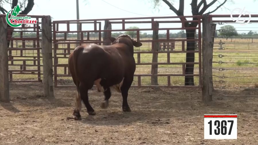 Lote Braford