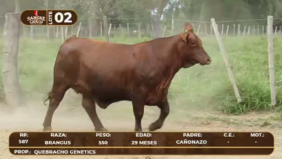 Lote Lote 2