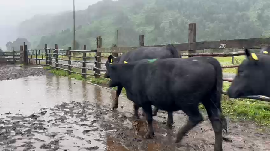 Lote 27 Vaquilla Engorda en Río Bueno, XIV Región Los Ríos