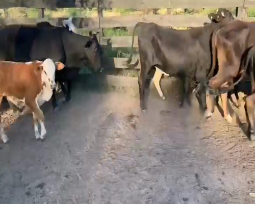 Lote 61 Vacas medio uso en Juan José Castelli, Chaco