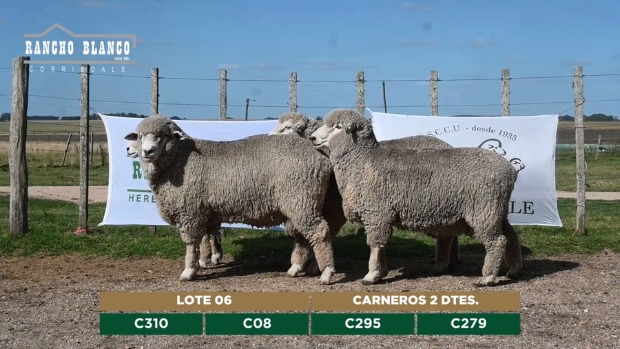 Lote CARNEROS 2 DTES.