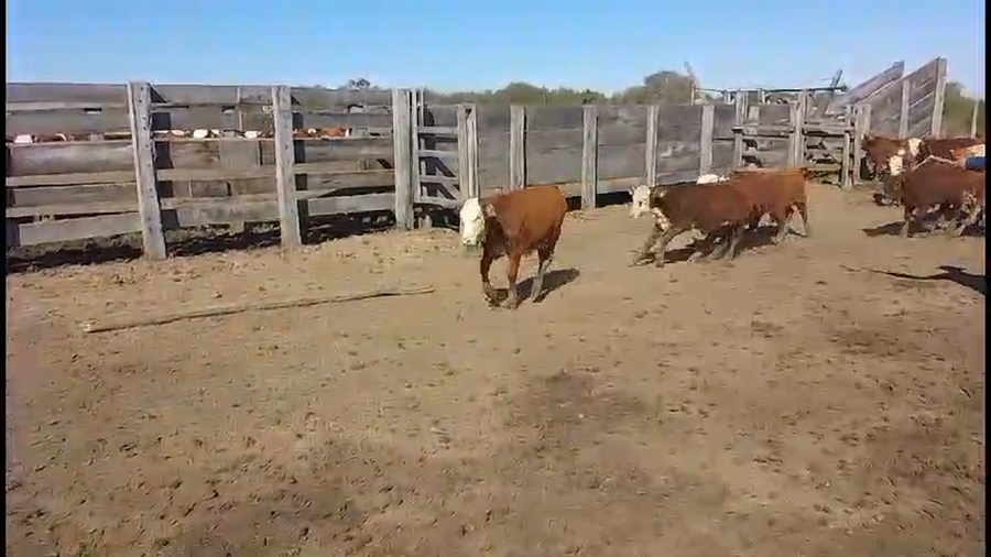 Lote 60 Terneros