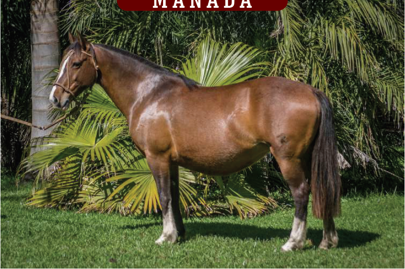 Lote YÚBELY CORRALE