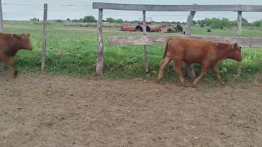 Lote 112 Terneros en Entre Ríos, San Jaime